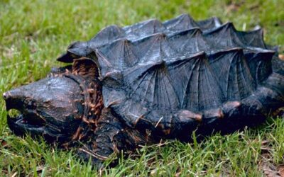 Alligator Snapping Turtle Care (Macroclemys temminckii)