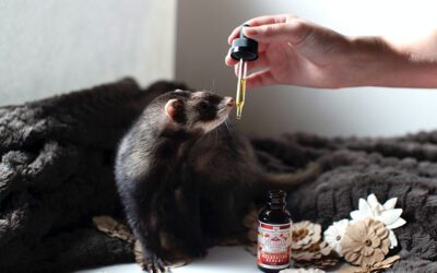 An Overview of Ferret Adrenal Disease