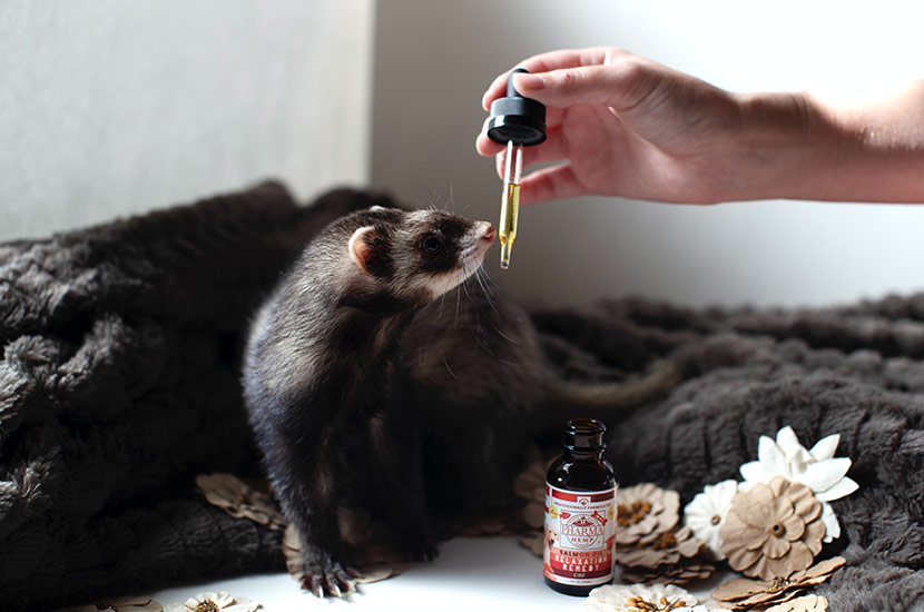 ferret and medicine
