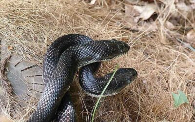 Black Rat Snake Care (Pantherophis Obsoletus)
