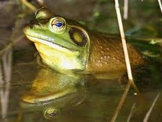 Bullfrog 4