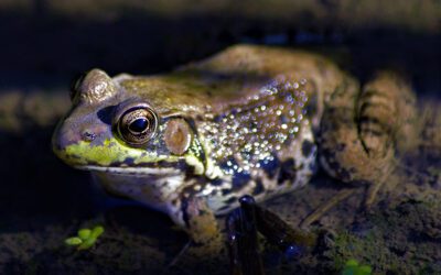 Bullfrog Care (Rana catesbeiana)