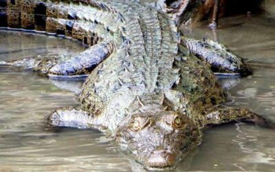 Caiman Care (Caiman crocodilus)