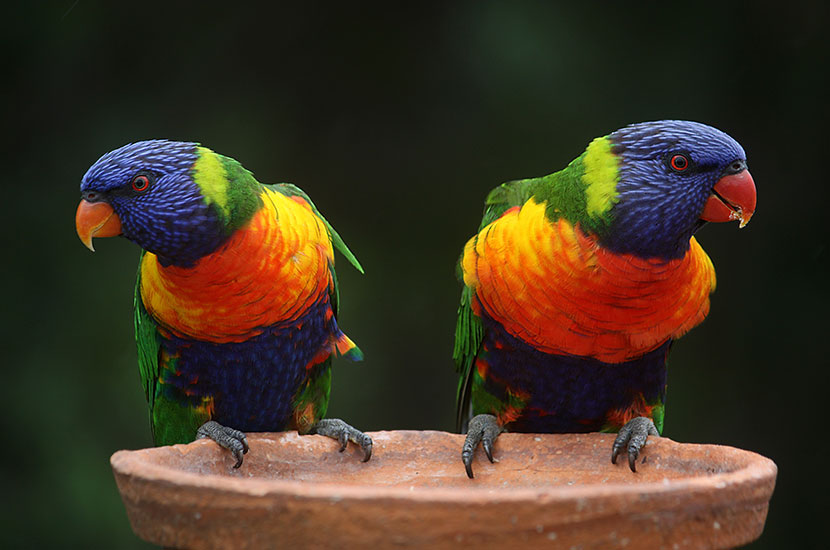 two colorful birds
