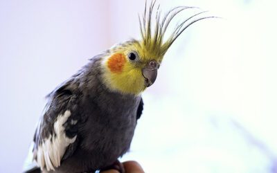 Cockatiels (and other small Psittacines)