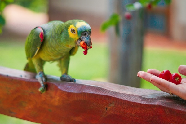 Exotic Pets Service Image