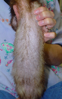 Ferret Adrenal Disease image