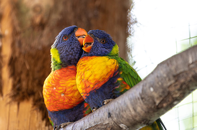 two colorful birds