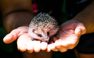 Hedgehog Care ​(African)