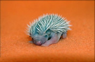Hedgehog image 2