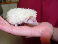 Hedgehog image3