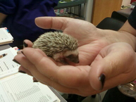 Hedgehog image4