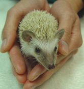 Hedgehog image5