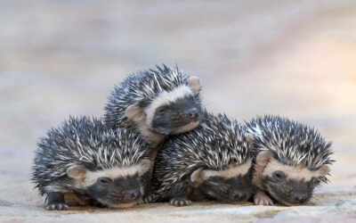 Baby Hedgehog (Hoglet) Care