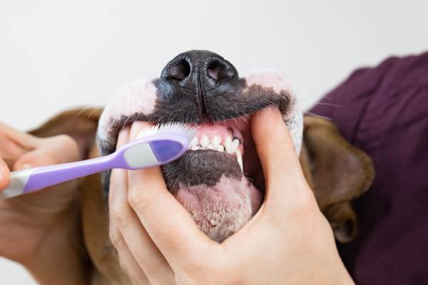 Pet Dentistry Service Image