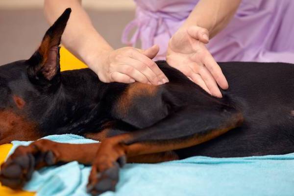 Pet Acupuncture Service Image