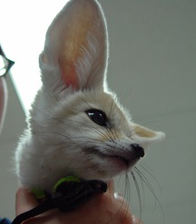 fennec-2010-right