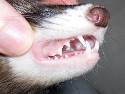 ferret-healthy-teeth
