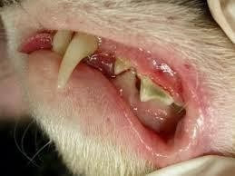 ferret-unhealthy-teeth_orig