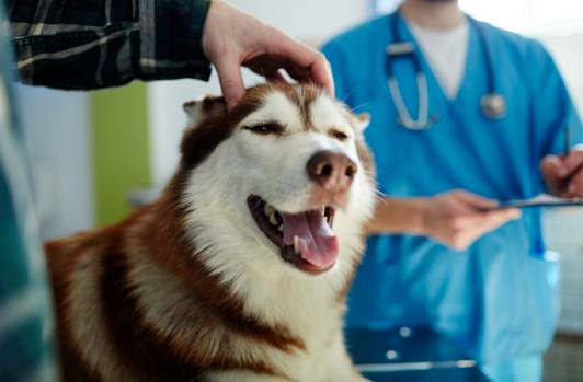 Pet Acupuncture Service Image