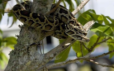 Burmese Python Care (Python molurus bivittatus)