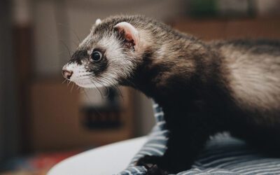 Your Ferret’s First Visit to the Vet