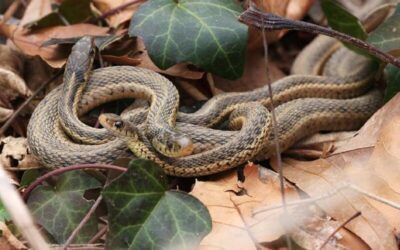 Garter Snake Care (Thamnophis sp.)