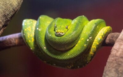 Green Tree Python Care (Morelia viridis)