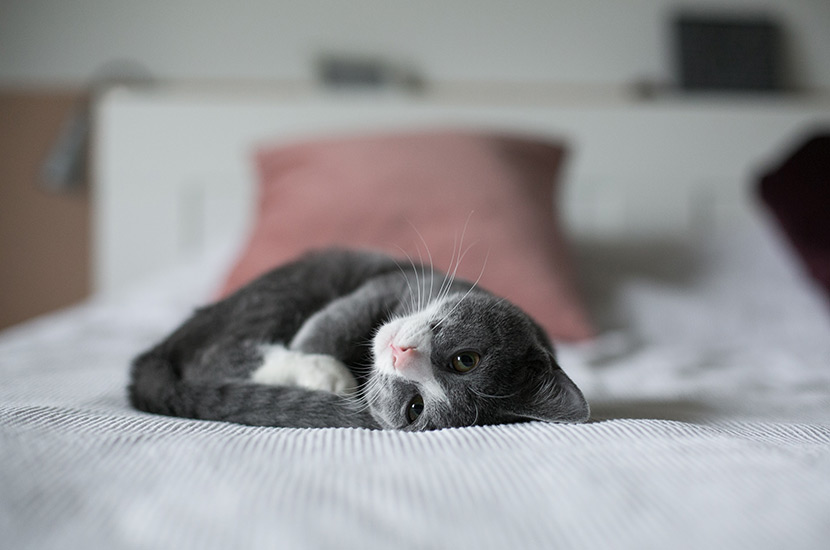 cat on bed
