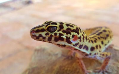 Leopard Geckos Care (Eublepharis macularius)