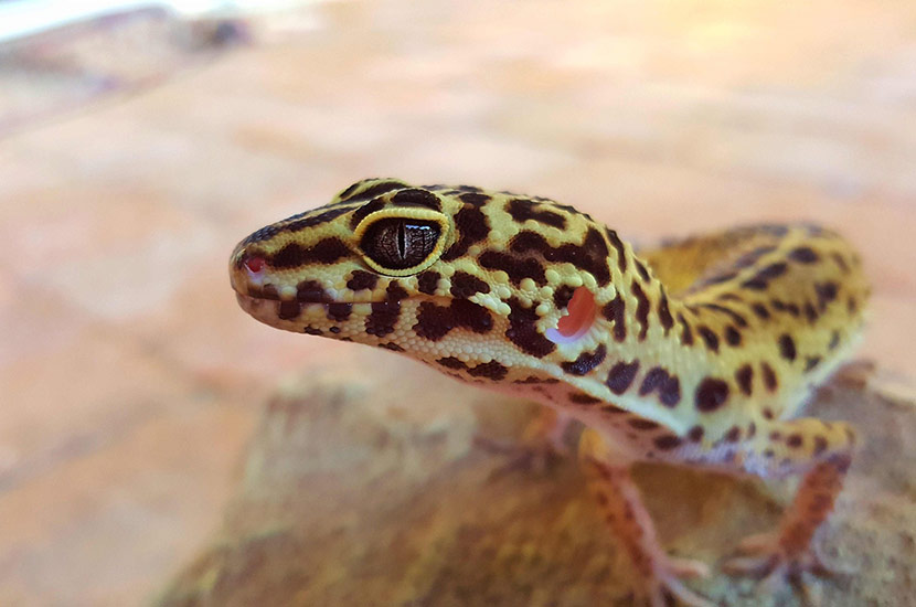 Leopard_Gecko