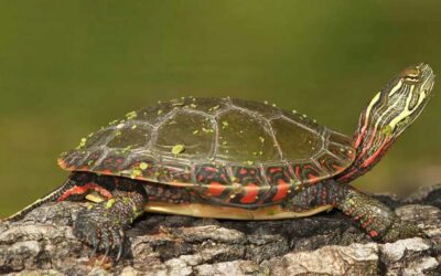 Painted Turtle Care (Chrysemys picta)