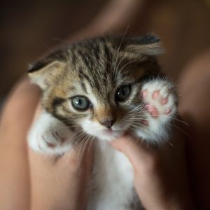 kitten care plans image