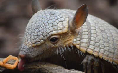 What Are Armadillos?