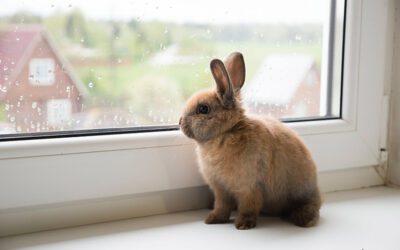 Your First House Rabbit! What to Expect?