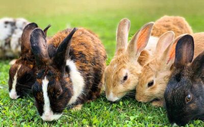 Heart Disease in Rabbits