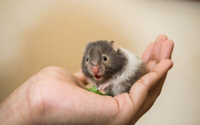Rat Care (Rattus norvegicus)