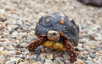 Red-foot Tortoise Care