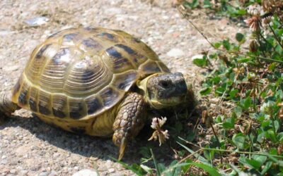 Russian Tortoise Care (Agrionemys horsfieldii)