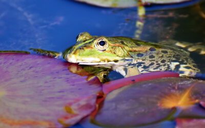 Short Tongue Syndrome or Hypovitaminosis A in Frogs and Toads