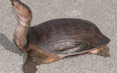 Soft Shelled Turtle Care (Apalone sp.)