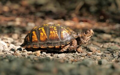 Common Health Problems (Turtles and Tortoises)