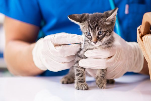 Kitten Care Service Image