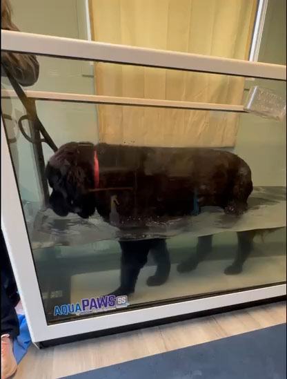 underwater treadmill