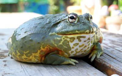 Pixie Frog Care / African Giant Bullfrog (Pyxicephalus adspersus)